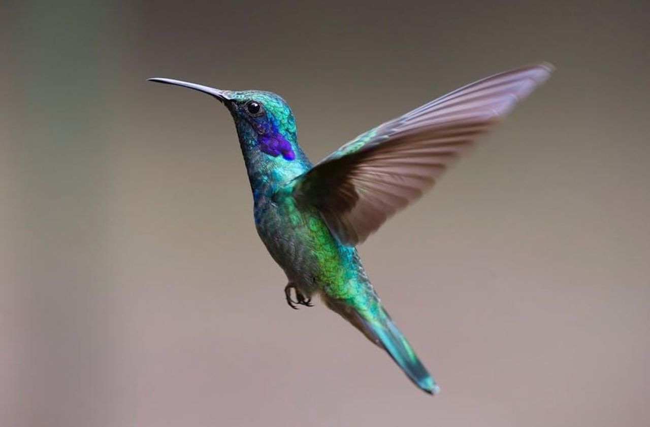 Simbolismo_nei_dettagli_del_logo_px17LUpewy - Confidenze24 Source: Pixabay - pexels - Colorful hummingbird in flight with detailed feathers and vibrant colors.