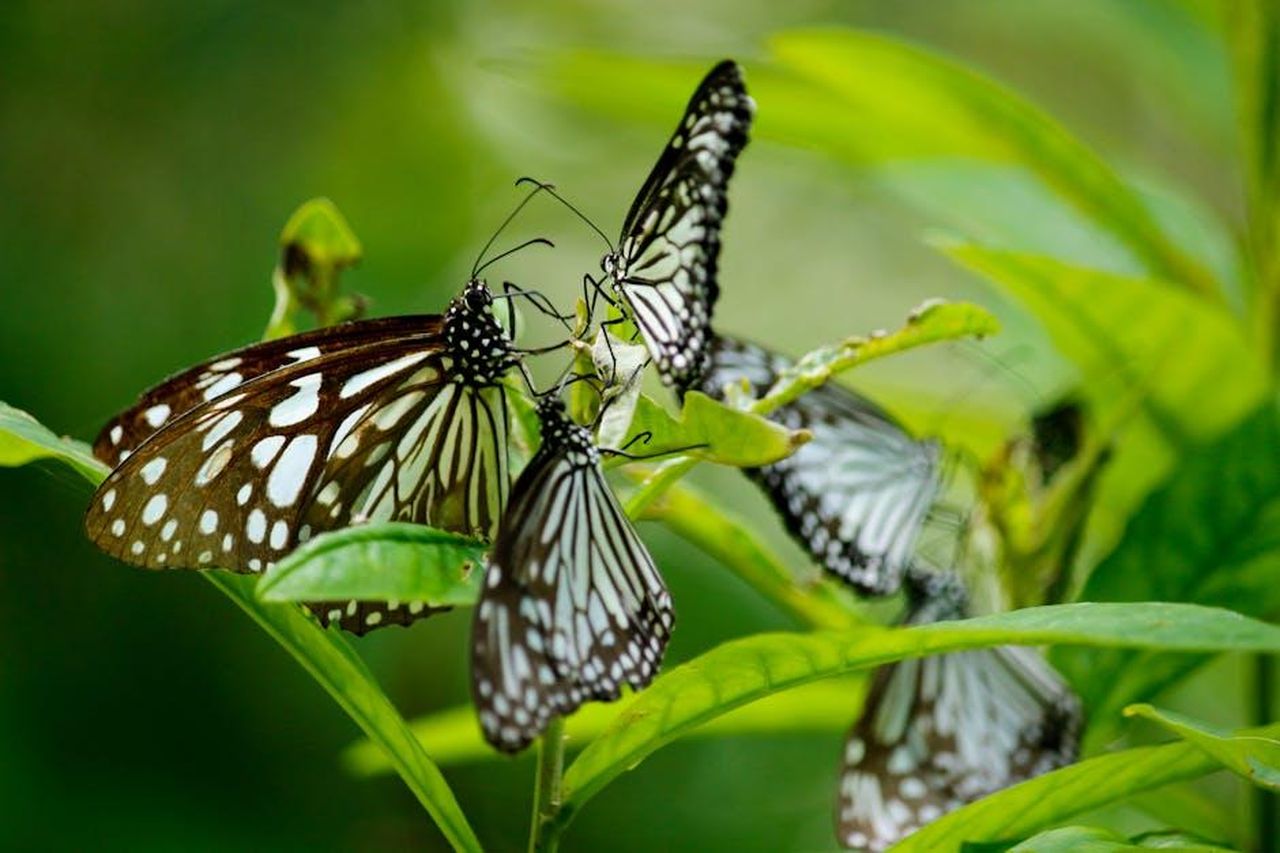 Tesoro_nazionale_Vanessa_Feltz_non_vede_lora_di_iniziare_itITQS8zzT - Confidenze24 Source: Nandhu Kumar - pexels - Beautiful close-up of multiple butterflies resting on vibrant green leaves.