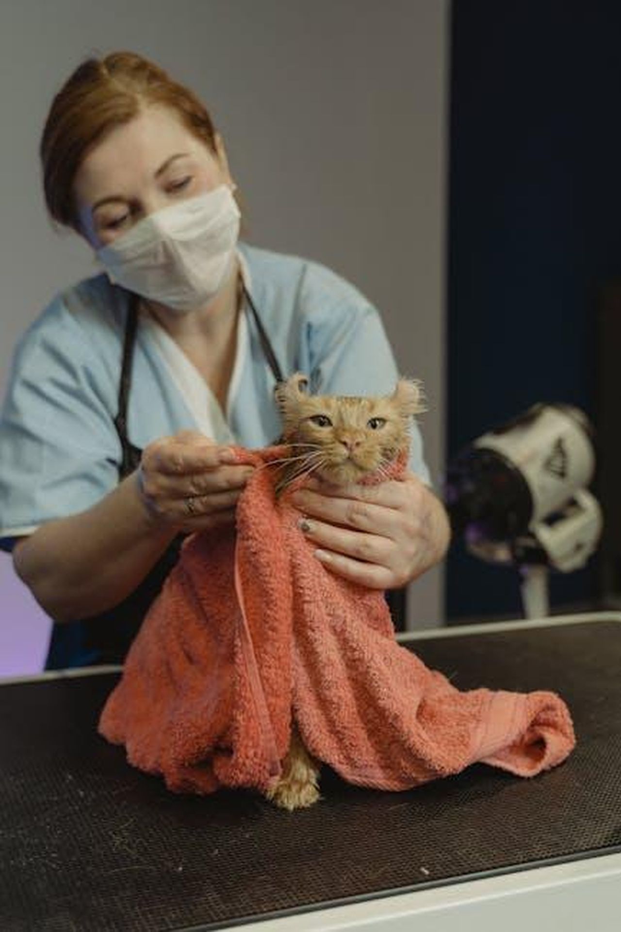 Testimonianze_di_genitori_di_gatti_GsoxIOpo0T - Confidenze24 Source: Tima Miroshnichenko - pexels - A veterinarian in a mask grooming a cat wrapped in a towel.