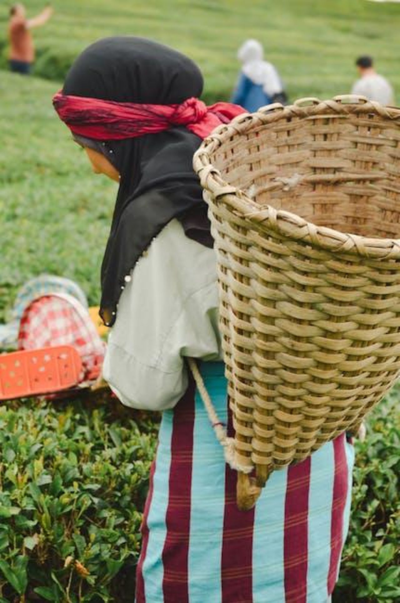 Tradizioni_familiari_durante_il_Holi_gaUbV9MfR7 - Confidenze24 Source: Esra Kaya - pexels - Woman harvesting tea leaves in outdoor plantation, showcasing traditional basket and attire.