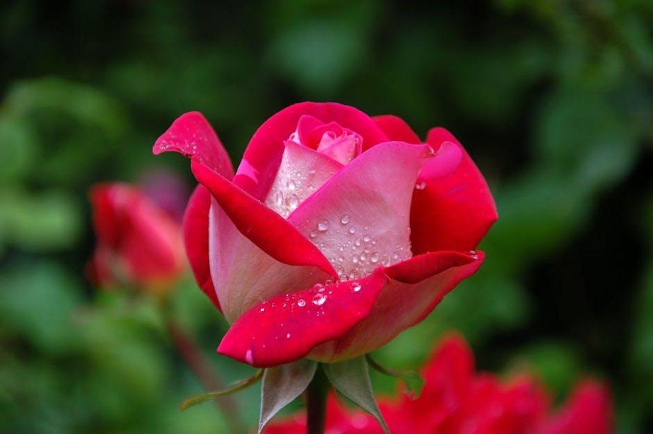 Un_amore_che_fiorisce_con_i_fiori_ogni_mercoled_76eBgsIjn4 - Confidenze24 Source: Pixabay - pexels - Vibrant red rose with fresh dewdrops, captured in a blooming garden setting.