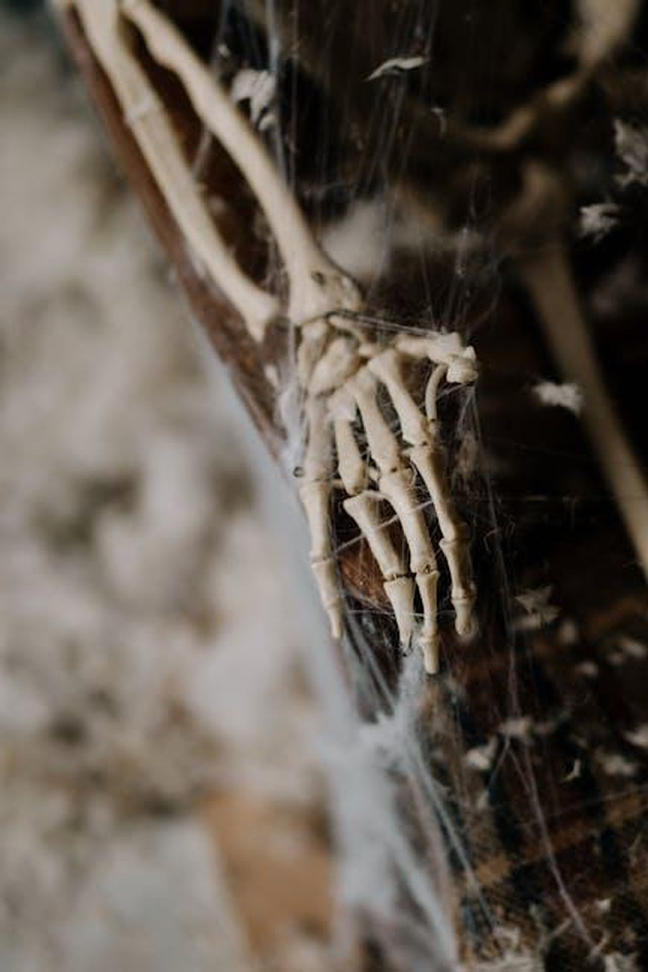 Wicked_snobbato_agli_Oscar_2025_BbBdCPPNB8 - Confidenze24 Source: cottonbro studio - pexels - Close-up of a skeleton hand entangled in cobwebs, perfect for Halloween themes.