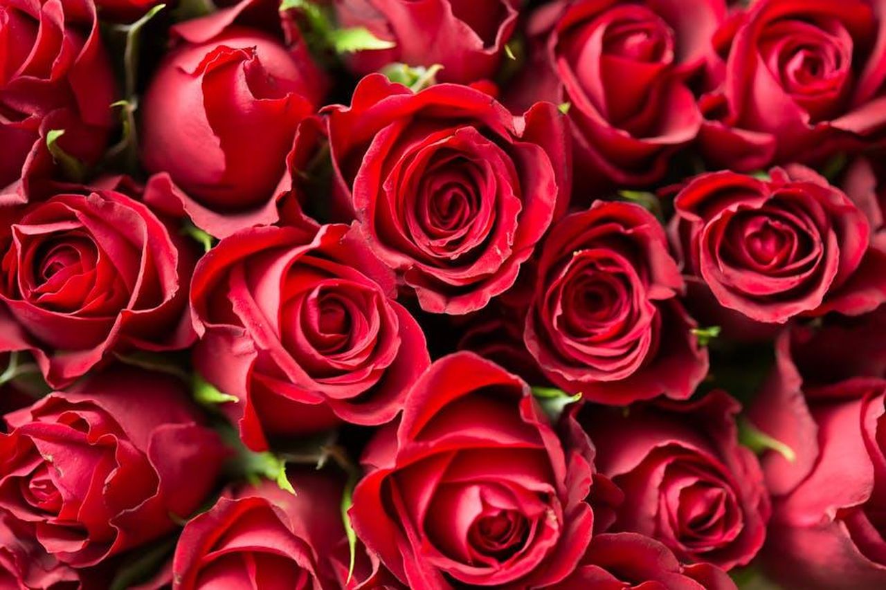 Zara_ora__legata_al_cantante_Louis_Tomlinson_GJ3NTDEIZZ - Confidenze24 Source: picjumbo.com - pexels - A stunning close-up of red roses, perfect for romantic occasions and floral gift ideas.