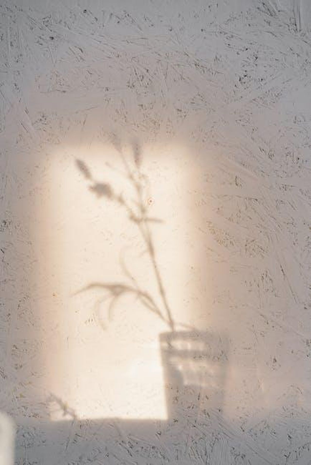 _diventata_ipocondriaca_per_la_sua_desperate_to_stay_alive_n2rWH7byqs - Confidenze24 Source: Mikhail Nilov - pexels - A subtle shadow of a flower cast on a textured wall, creating a calm and artistic ambiance.