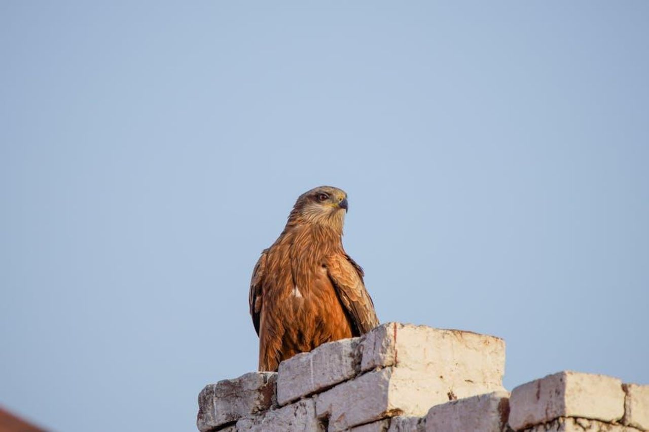Chesney_Hawkes_per_Celebrity_Big_Brother_2025_RXBLaXr8Mm - Confidenze24 Source: Imad Clicks - pexels - Free stock photo of eagle, imadclicks, imadclicks images pexels