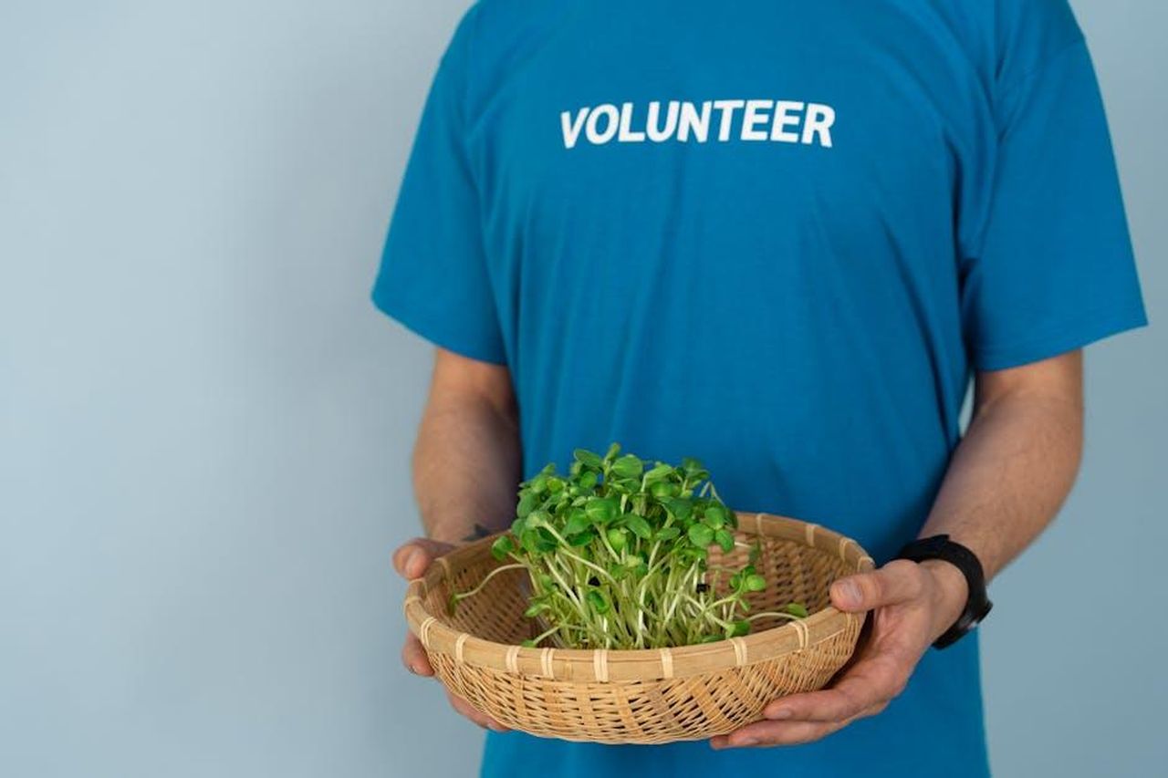 Il_futuro_di_Sentebale_in_pericolo_k1LQx4sxla - Confidenze24 Source: Mikhail Nilov - pexels - A volunteer in a blue shirt holds a basket of fresh green sprouts.
