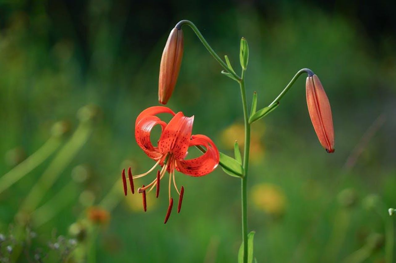 Il_paragone_con_il_colonialismo_UPC1biIQVn - Confidenze24 Source: 대정 김 - pexels - A vivid red lily in bloom with buds, captured outdoors with vibrant green background.