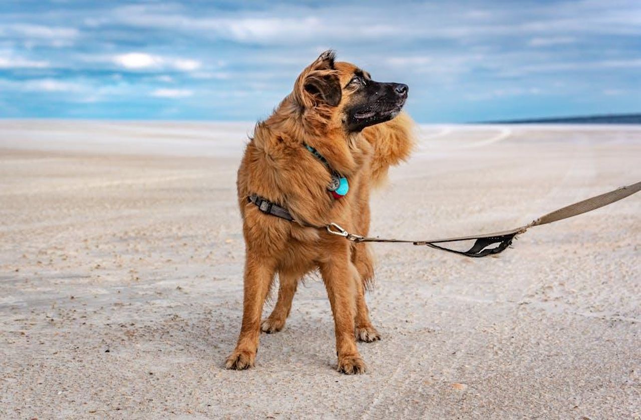 Il_percorso_di_Heather_Rae_verso_la_maternit_Y3KgvUC2qi - Confidenze24 Source: Dominik Gryzbon - pexels - Free stock photo of florida, st augustine, united states