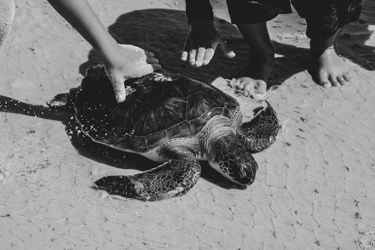 Il_rilascio_di_Lulu_la_tartaruga_marina_8LzSEojtgG - Confidenze24 Source: Oliver Swan - pexels - Black-and-white photo of a sea turtle being released on a sandy beach by people.