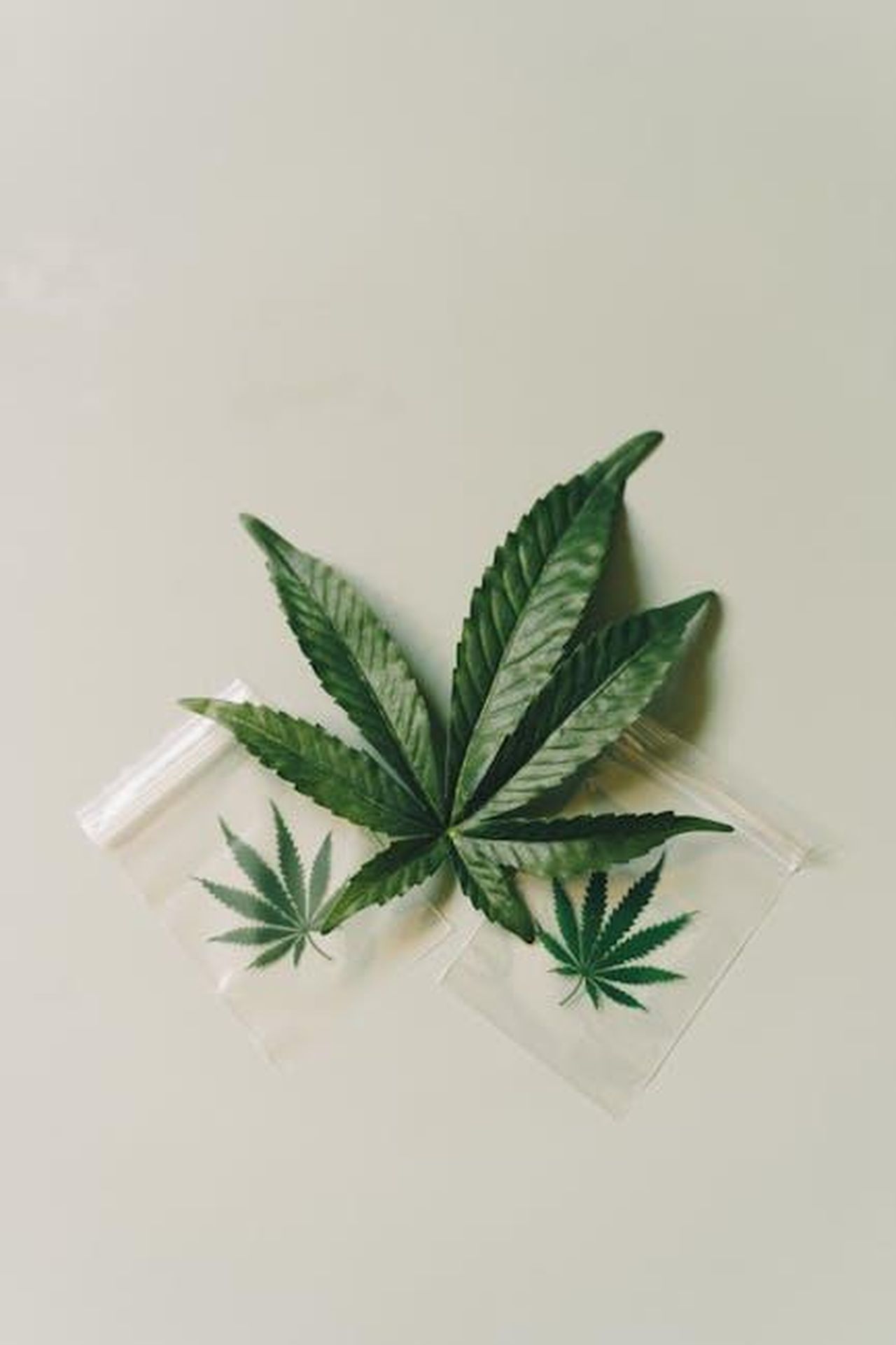 Le_accuse_di_una_fonte_anonima_1DCZ9tNp7t - Confidenze24 Source: Alesia Kozik - pexels - A detailed view of a cannabis leaf placed on plastic bags, symbolizing marijuana use.