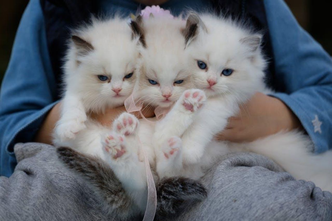 Le_avventure_di_Grace_con_gli_animali_1awqVVUm7X - Confidenze24 Source: Peng Louis - pexels - Three fluffy ragdoll kittens with blue eyes being held gently, showcasing their cuteness.