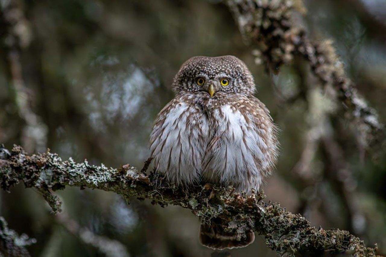 Limportanza_della_conservazione_rcJWGxJK05 - Confidenze24 Source: Erik Karits - pexels - Close-up of an Eurasian Pygmy Owl perched in a forest, showcasing its striking plumage.