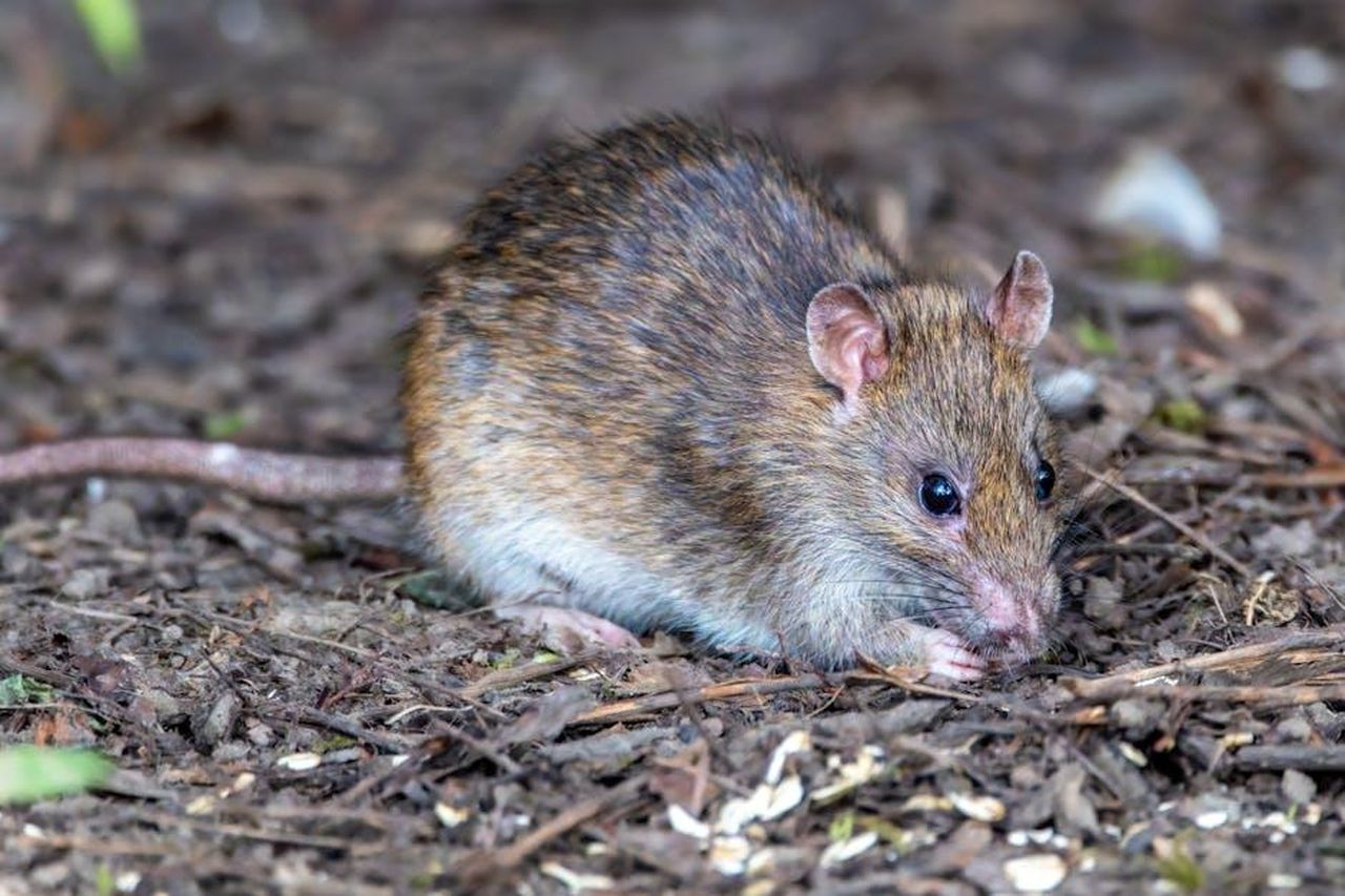 Tributo_a_un_eroe_caduto_Magawa_evkt74hiX3 - Confidenze24 Source: Siegfried Poepperl - pexels - Detailed close-up view of a brown rat foraging in a forest setting, showcasing its natural habitat.