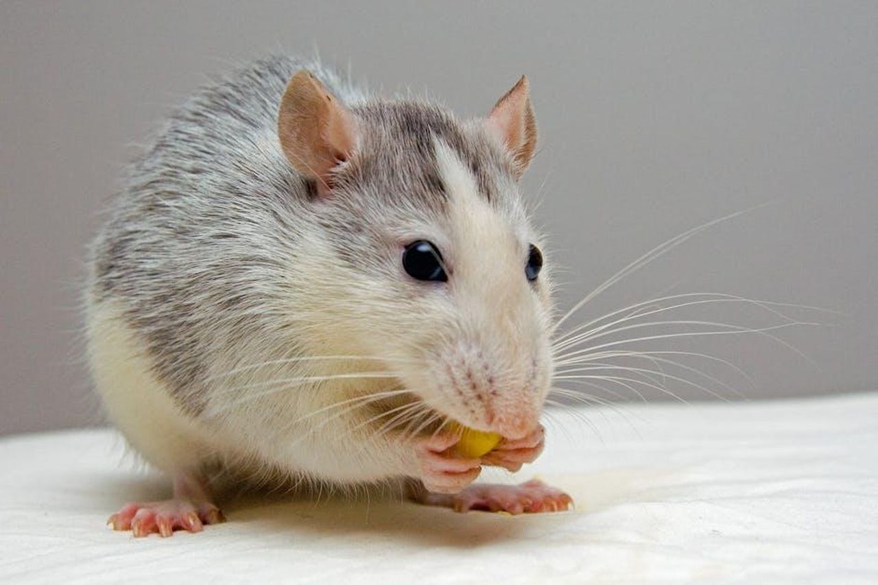 Vermin_no_more_il_cambiamento_di_percezione_sui_ratti_cuz5YihD0u - Confidenze24 Source: Pixabay - pexels - Adorable rat nibbling food, showcasing whiskers and fur detail.